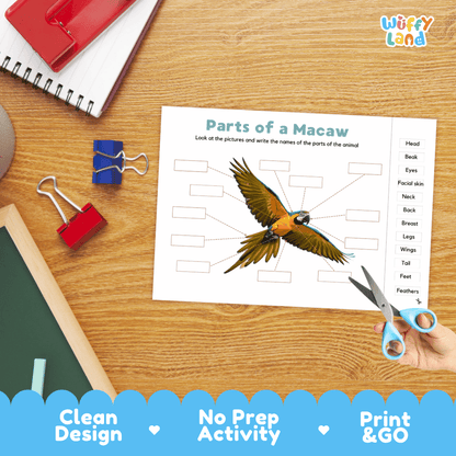 Differentiated macaw body parts labeling worksheets featuring fill-in write-in boxes and vocabulary word bank
