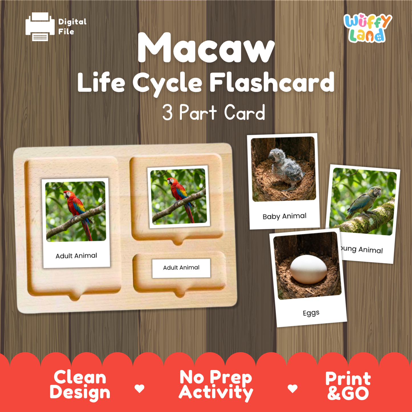 Macaw Life Cycle Flashcard 3 Part Card Worksheets
