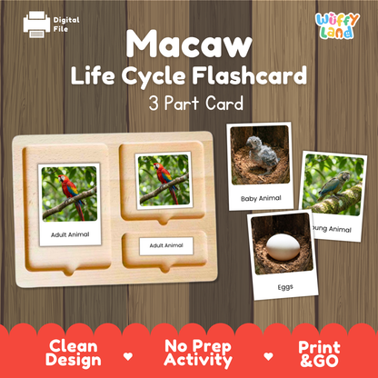 Macaw Life Cycle Flashcard 3 Part Card Worksheets