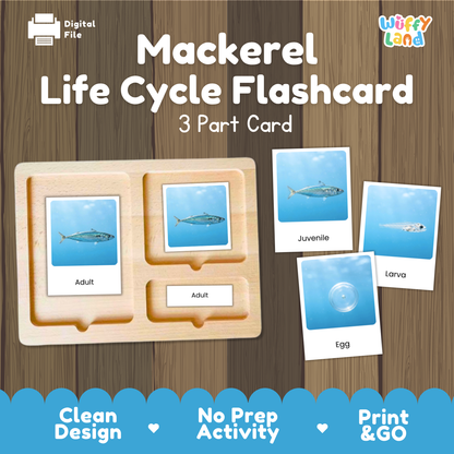 Mackerel Life Cycle Flashcards | 3 Part Cards Montessori Science Activity