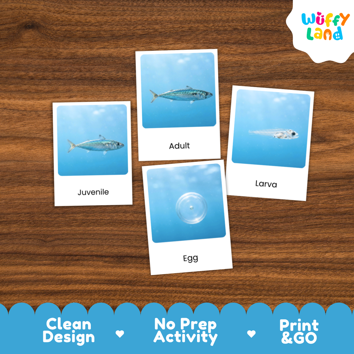 Four educational fish life-cycle cards labeled Juvenile, Adult, Egg, and Larva arranged on a brown wood background, with the Wuffy Land logo in the top right and a blue promotional banner at the bottom.