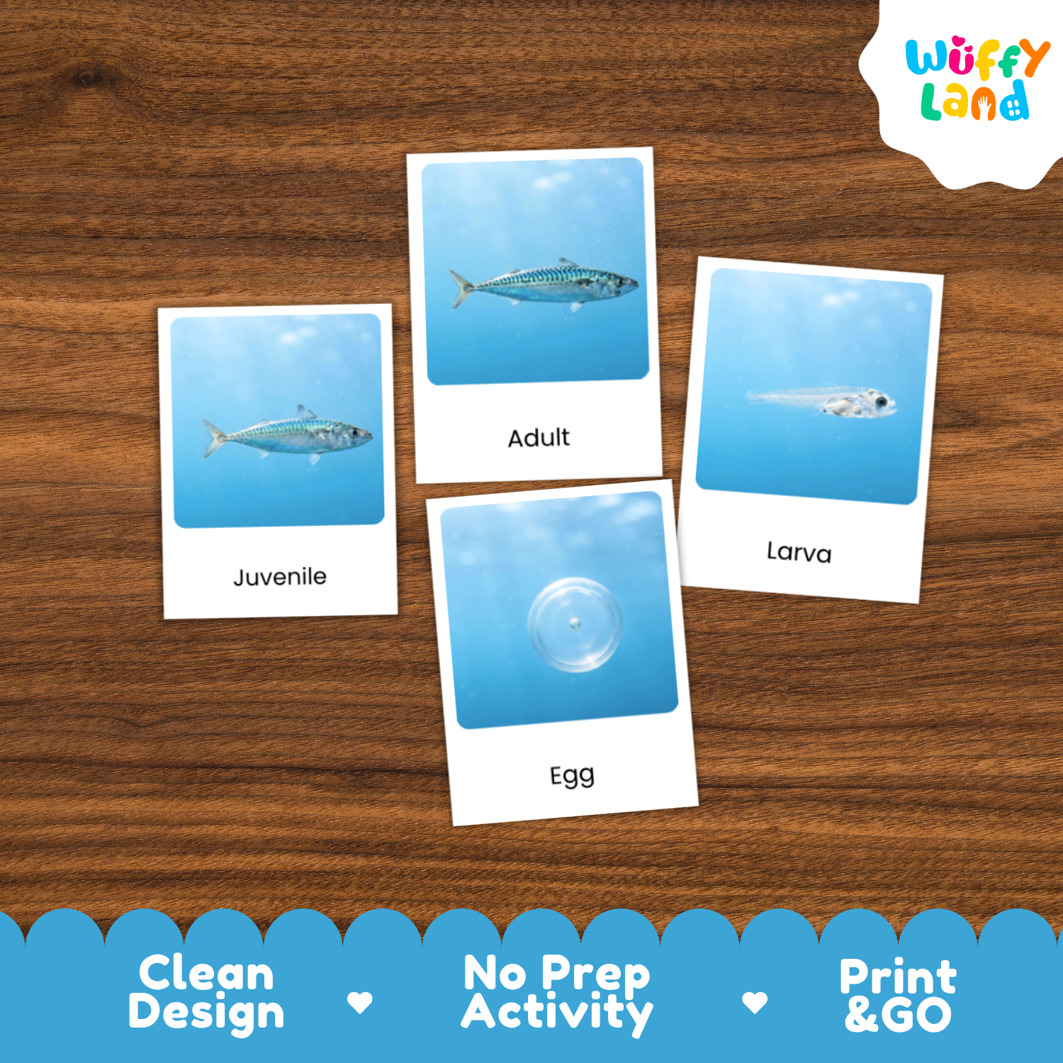 Four educational fish life-cycle cards labeled Juvenile, Adult, Egg, and Larva arranged on a brown wood background, with the Wuffy Land logo in the top right and a blue promotional banner at the bottom.