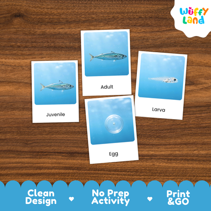 Four educational fish life-cycle cards labeled Juvenile, Adult, Egg, and Larva arranged on a brown wood background, with the Wuffy Land logo in the top right and a blue promotional banner at the bottom.