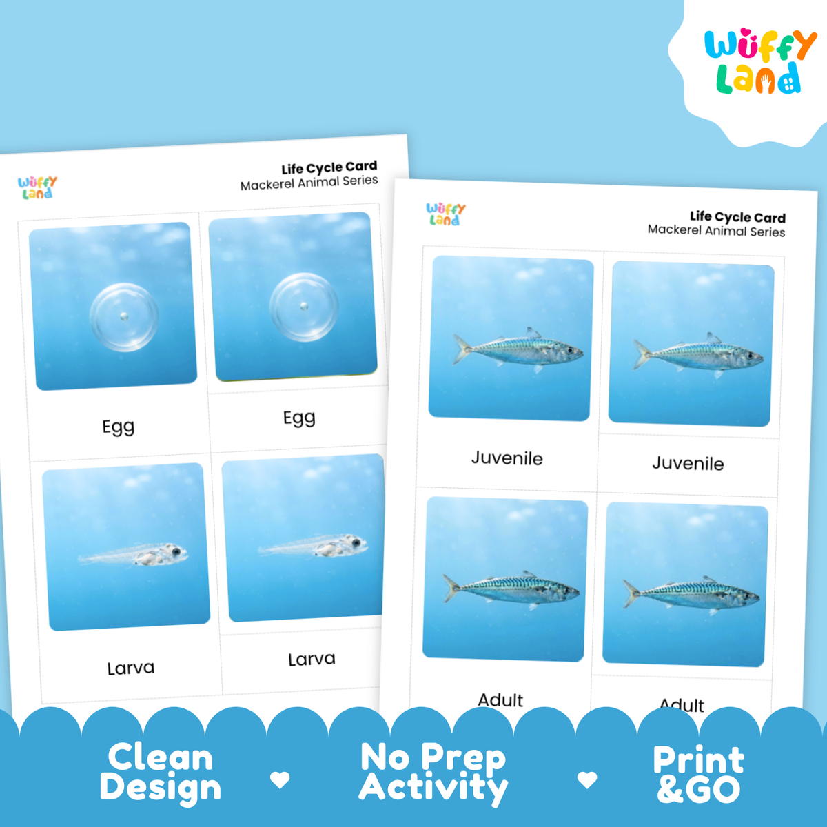 Two printed life cycle cards for mackerelfish shown on a light blue background. The left card shows egg, larva, and larva stages; the right card shows juvenile and adult fish images.