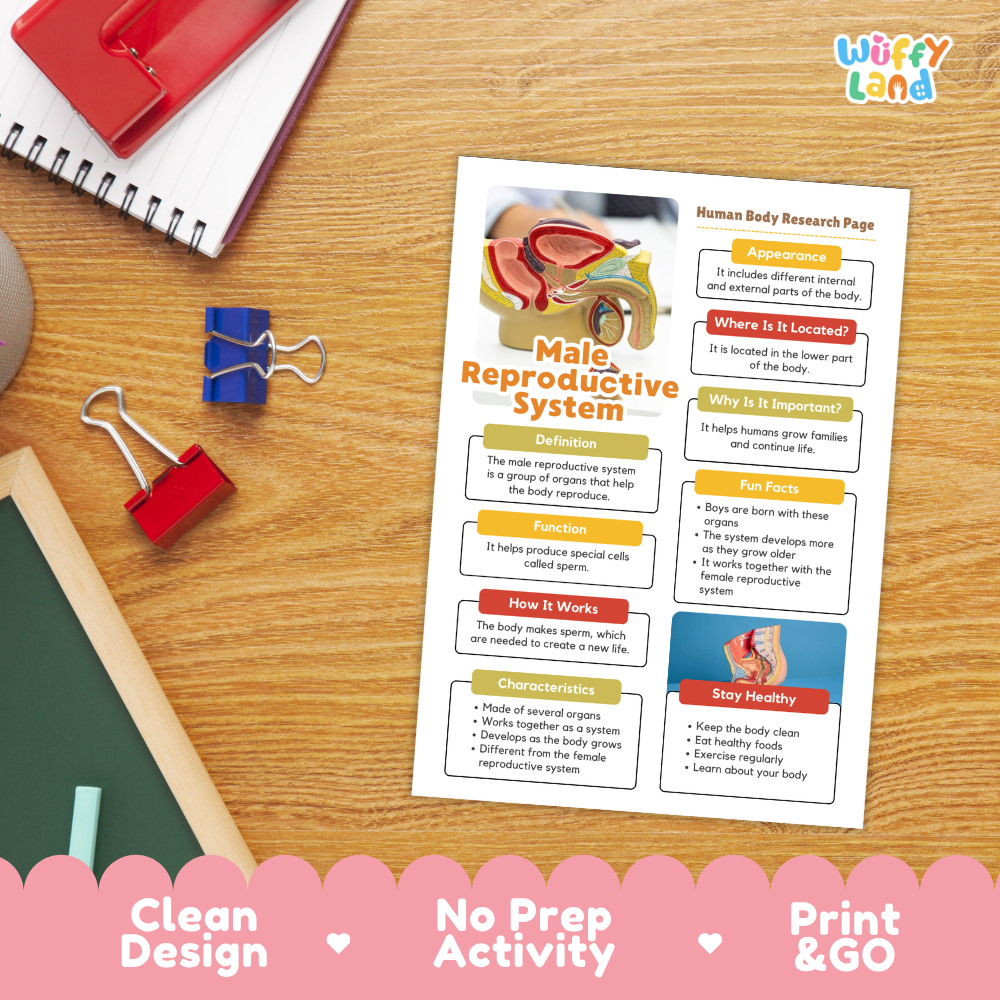 Close-up of informational summary sheet detailing male reproductive system definitions, fun facts, and healthy habits