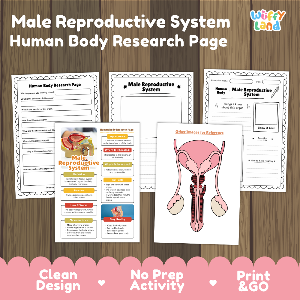 Male reproductive system human body research page cover showing printable research worksheets, information cards, and reference sheets
