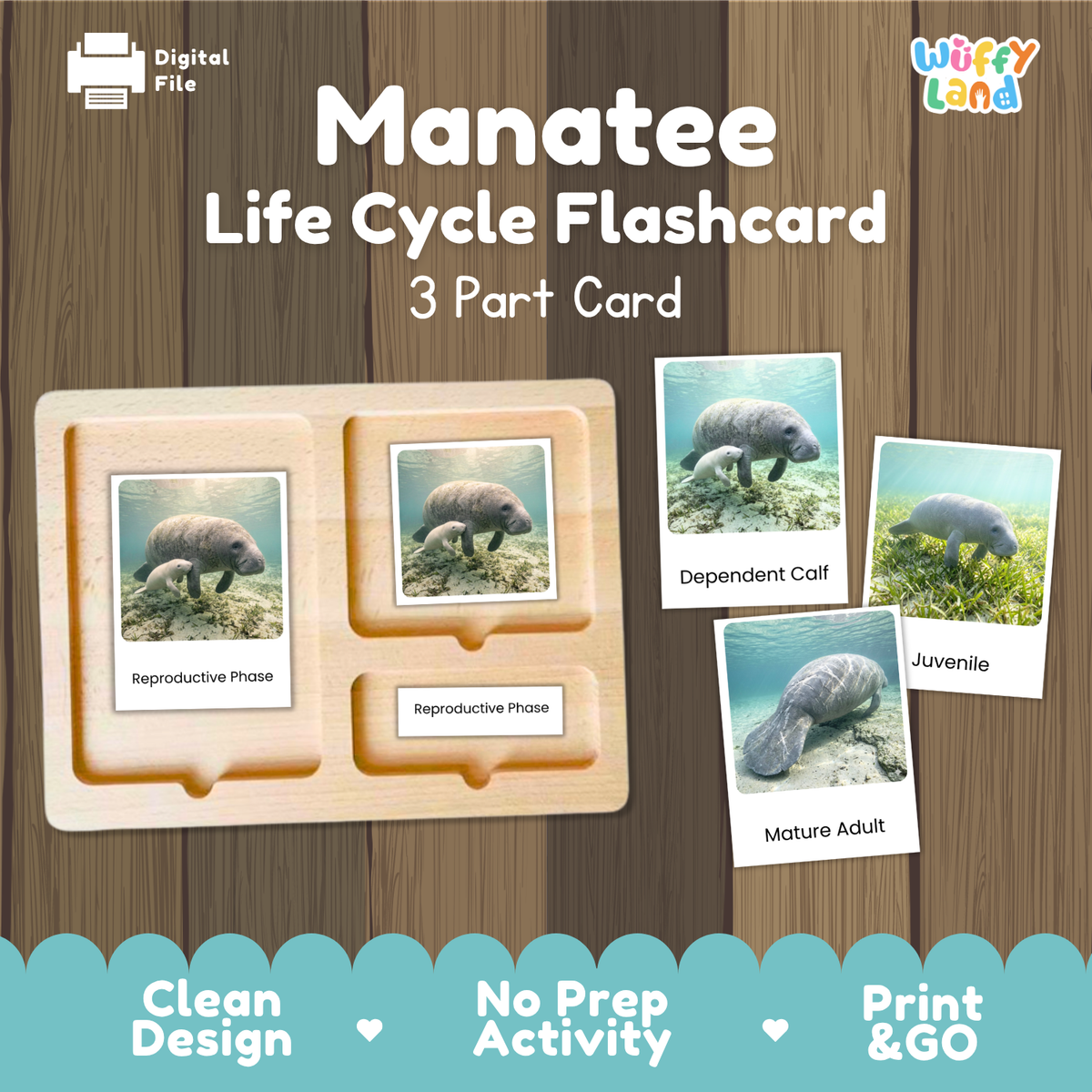 A digital product preview for a 'Manatee Life Cycle Flashcard' set by Wiffy Land, showing a wooden 3-part card tray with manatee photos and labels for reproductive and mature phases, on a wood-grain background with feature callouts at the bottom.