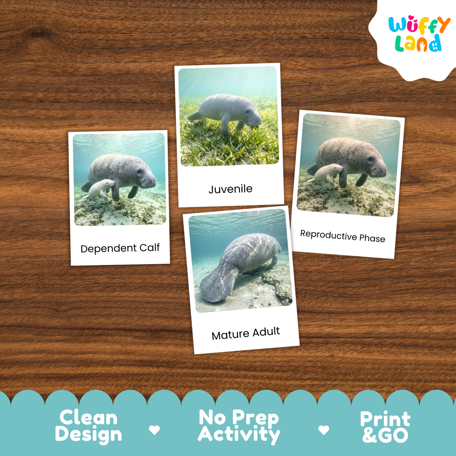 Four printed cards showing manatee photos labeled Dependent Calf, Juvenile, Reproductive Phase, and Mature Adult, arranged on a wood surface. A Wuffy Land logo appears in the top right, and a blue banner at the bottom reads Clean Design, No Prep Activity, and Print & Go.