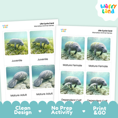 Two printed life cycle cards for manatees from Wiffy Land, showing underwater photos of juvenile, mature female, mature adult, and dependent calf stages, on a pale mint background with promotional text along the bottom.