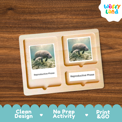 Manatee Life Cycle Flashcards Montessori 3 Part Cards Ocean Animal Science Activity