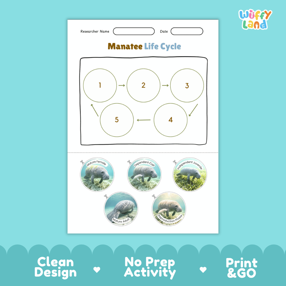 Manatee Life Cycle Poster and Cut and Paste Worksheet Activity