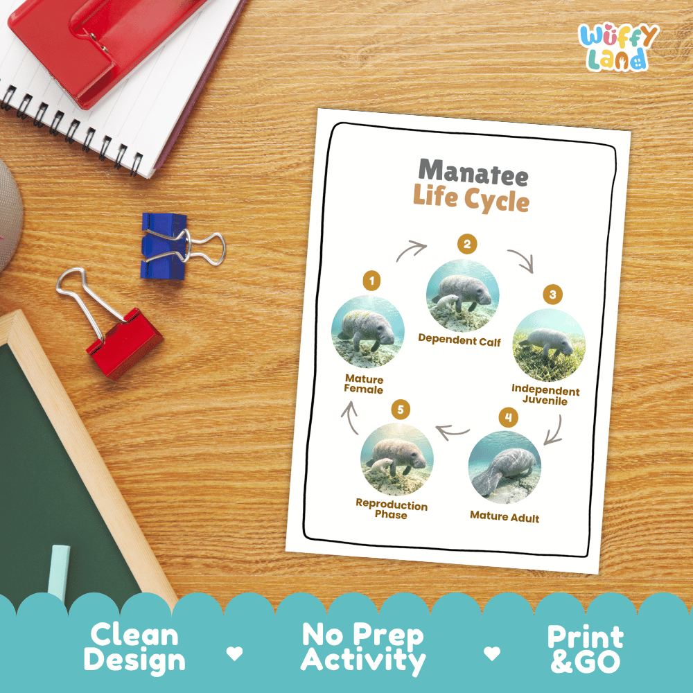 Manatee Life Cycle Poster and Cut and Paste Worksheet Activity