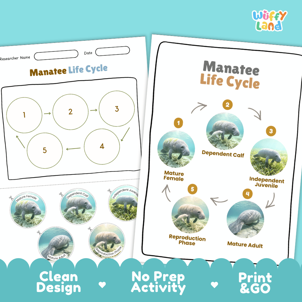 Manatee Life Cycle Poster and Cut and Paste Worksheet Activity