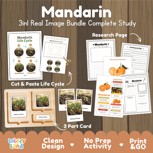 Complete Mandarin 3-in-1 real image study bundle featuring cut and paste worksheets, Montessori 3-part cards, and research pages 🍊🌱