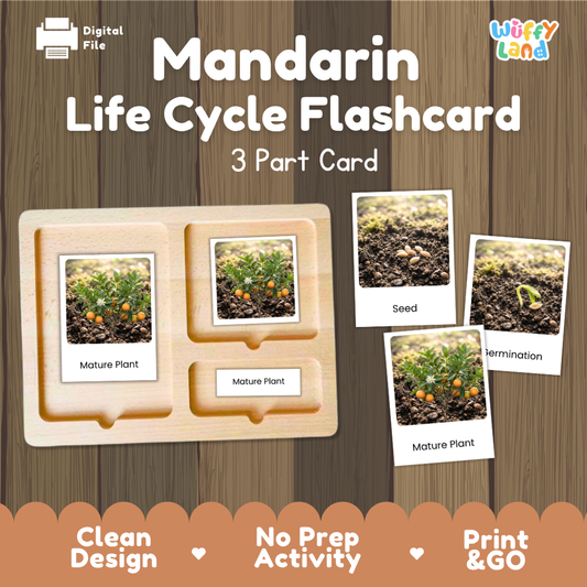 Montessori three-part cards featuring real photographs of mandarin tree growth stages including mature plant, young plant, and germination 🗂️🏷️