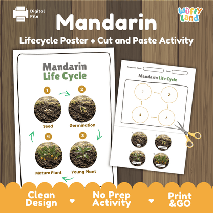 Mandarin Life Cycle Poster and Cut and Paste Worksheet Activity