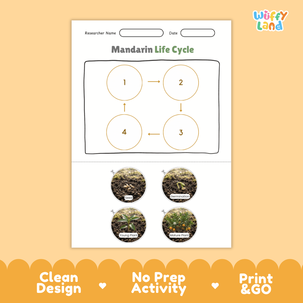 Mandarin Life Cycle Poster and Cut and Paste Worksheet Activity