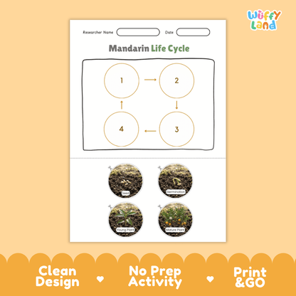 Mandarin Life Cycle Poster and Cut and Paste Worksheet Activity