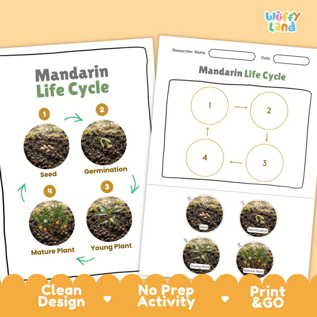 Mandarin Life Cycle Poster and Cut and Paste Worksheet Activity