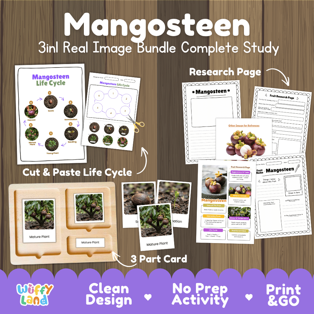 Mangosteen tree life cycle 3in1 real image bundle complete study overview featuring cut and paste worksheets, Montessori 3-part cards, and research pages from Wuffy Land 🟣🌱