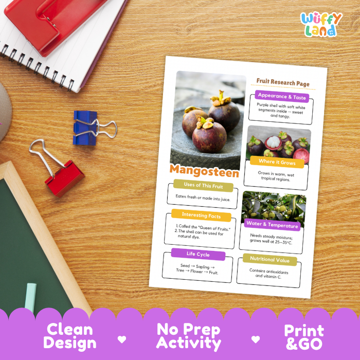 A printed fruit research page about mangosteen lies on a wooden desk, surrounded by school supplies like a spiral notebook, binder clips, and a red folder. The page has colorful labeled sections with photos of mangosteen fruit and text.