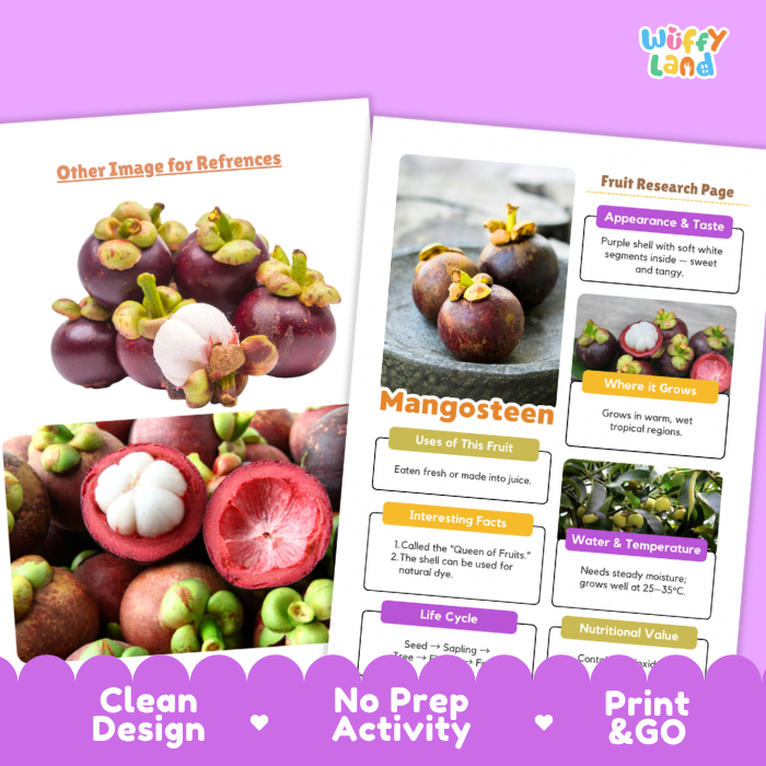 Two printed educational poster pages about mangosteen displayed on a purple background. The left page shows a large fruit photo with the heading 'Other Image for References,' and the right page contains a fruit research page layout with sections on appearance, taste, where it grows, uses, facts, life cycle, and nutrition.