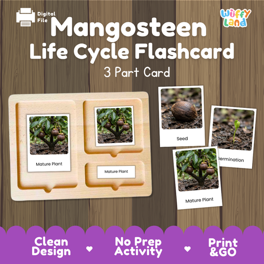 Montessori 3-part nomenclature cards showing authentic photos of mangosteen tree growth stages displayed on a wooden tray 🗂️🏷️