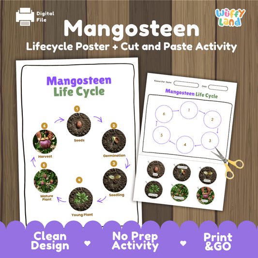 Printable mangosteen tree 6-stage life cycle cut and paste worksheet with real photographs of seeds, germination, seedling, young plant, mature plant, and harvest ✂️🔄