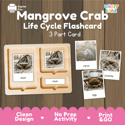 Mangrove Crab Life Cycle Flashcards | Montessori 3 Part Cards Science Activity
