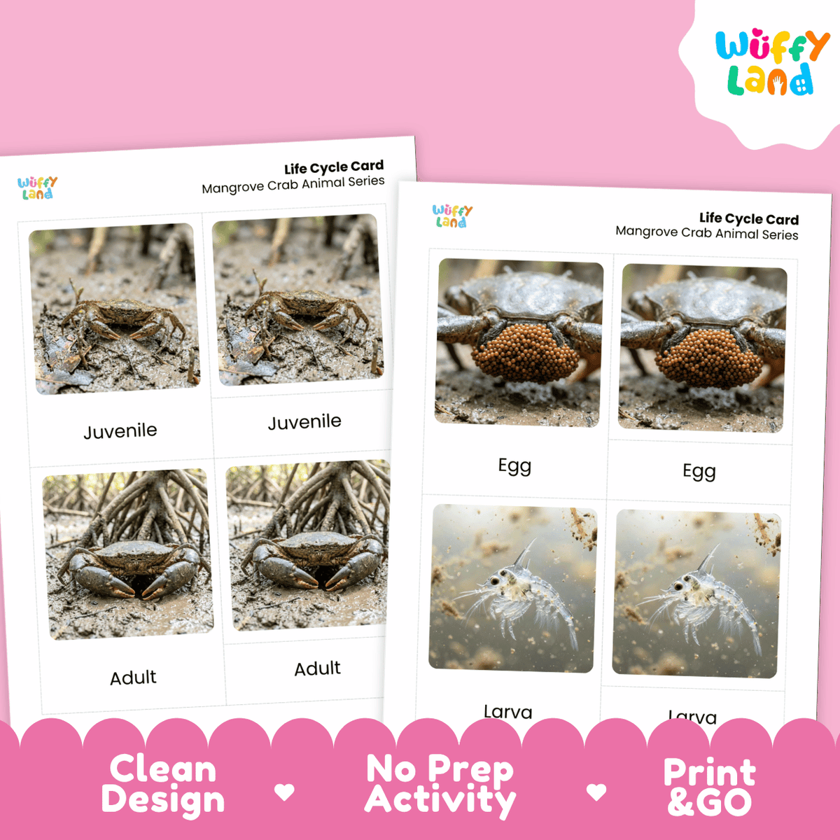 Mangrove Crab Life Cycle Flashcards | Montessori 3 Part Cards Science Activity