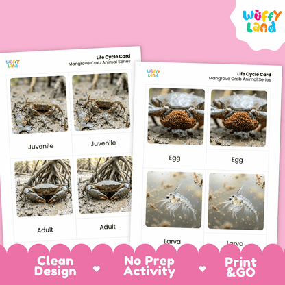 Mangrove Crab Life Cycle Flashcards | Montessori 3 Part Cards Science Activity