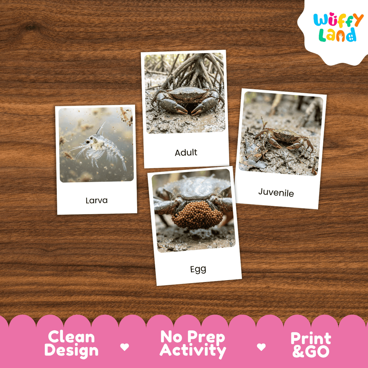 Mangrove Crab Life Cycle Flashcards | Montessori 3 Part Cards Science Activity