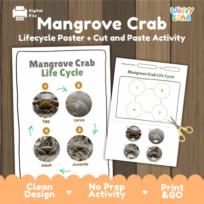 Mangrove Crab Life Cycle Poster and Cut and Paste Activity Worksheet
