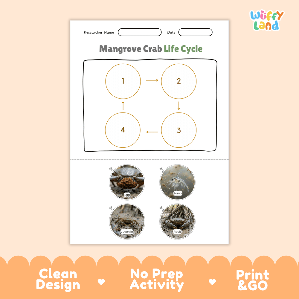 Mangrove Crab Life Cycle Poster and Cut and Paste Activity Worksheet