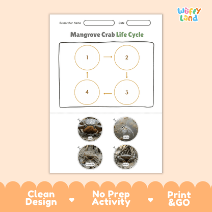 Mangrove Crab Life Cycle Poster and Cut and Paste Activity Worksheet