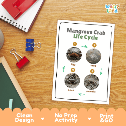 Mangrove Crab Life Cycle Poster and Cut and Paste Activity Worksheet