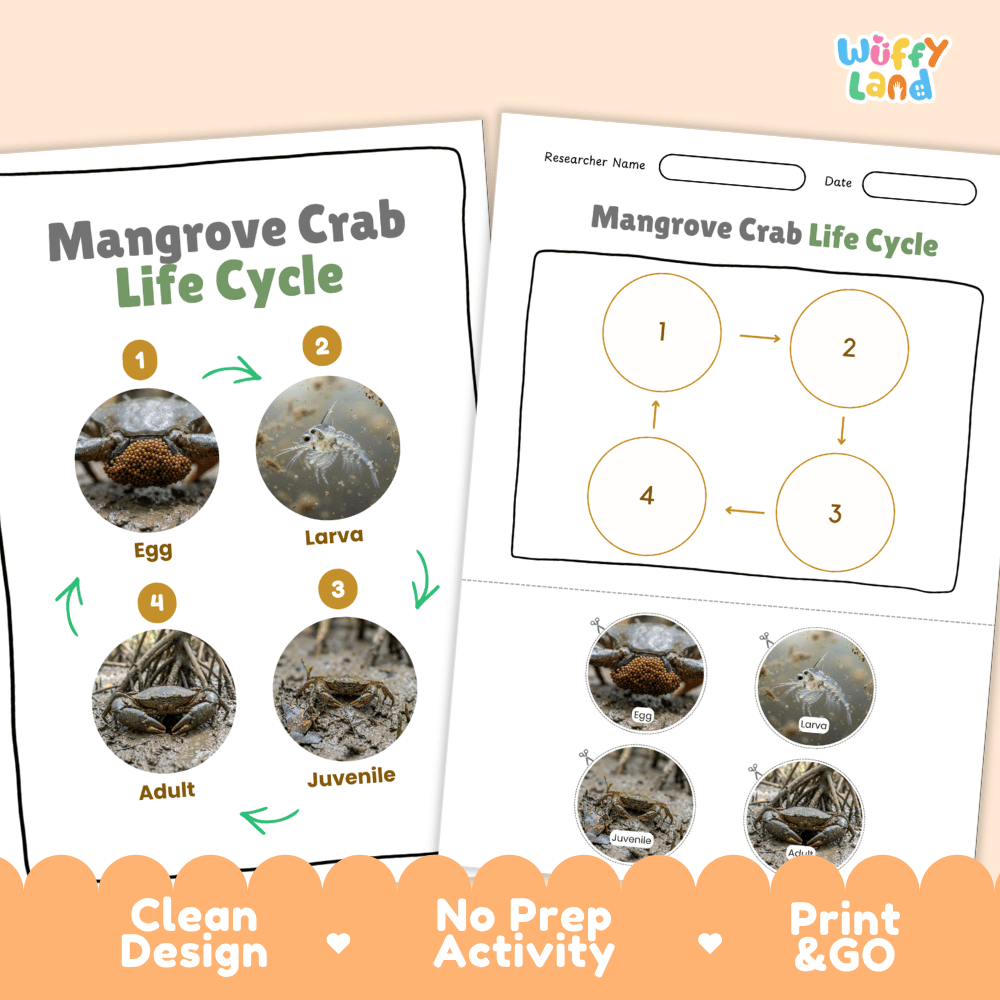 Mangrove Crab Life Cycle Poster and Cut and Paste Activity Worksheet