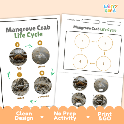 Mangrove Crab Life Cycle Poster and Cut and Paste Activity Worksheet