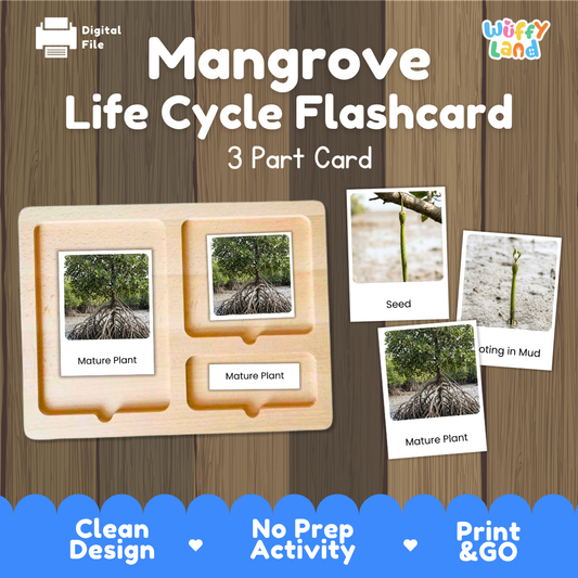 Montessori three part cards featuring real photographic images of mangrove growth stages and mature stilt roots displayed on a wooden tray