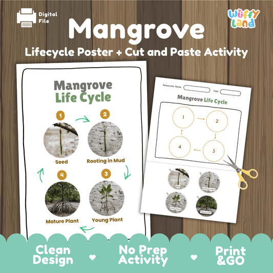 Educational mangrove coastal tree life cycle cut and paste sequencing worksheet with real photos showing seed propagule, rooting in mud, young plant, and mature tree