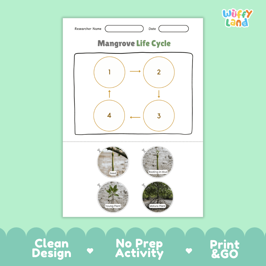 Mangrove Life Cycle Poster and Cut and Paste Activity Worksheets