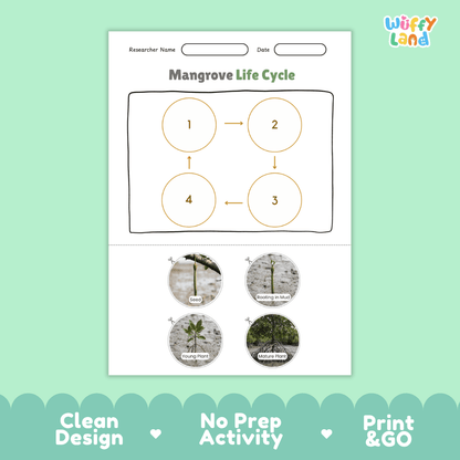 Mangrove Life Cycle Poster and Cut and Paste Activity Worksheets