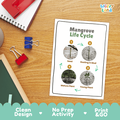 Mangrove Life Cycle Poster and Cut and Paste Activity Worksheets