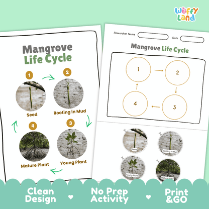 Mangrove Life Cycle Poster and Cut and Paste Activity Worksheets