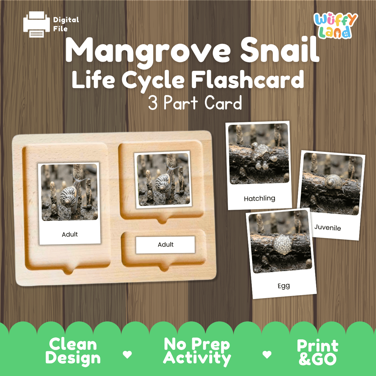 Mangrove Snail Life Cycle Flashcards | Montessori 3 Part Cards Science Activity