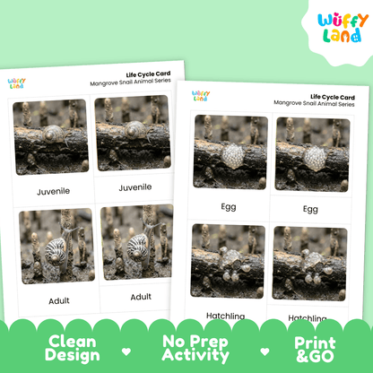 Mangrove Snail Life Cycle Flashcards | Montessori 3 Part Cards Science Activity