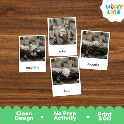 Mangrove Snail Life Cycle Flashcards | Montessori 3 Part Cards Science Activity