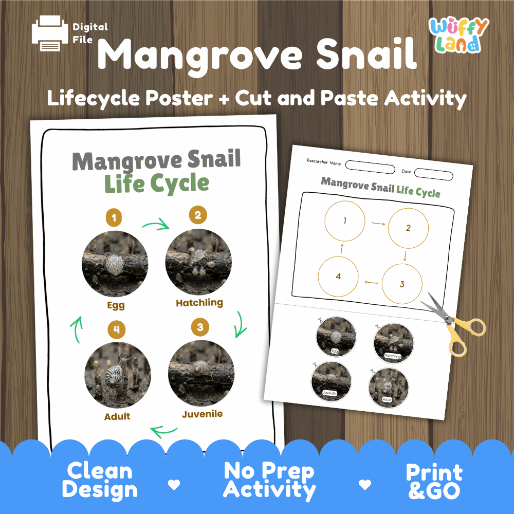 Mangrove Snail Life Cycle Poster and Cut and Paste Activity Worksheet