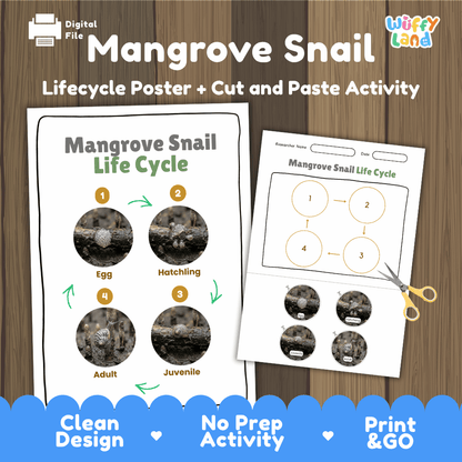 Mangrove Snail Life Cycle Poster and Cut and Paste Activity Worksheet