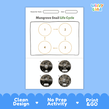 Mangrove Snail Life Cycle Poster and Cut and Paste Activity Worksheet